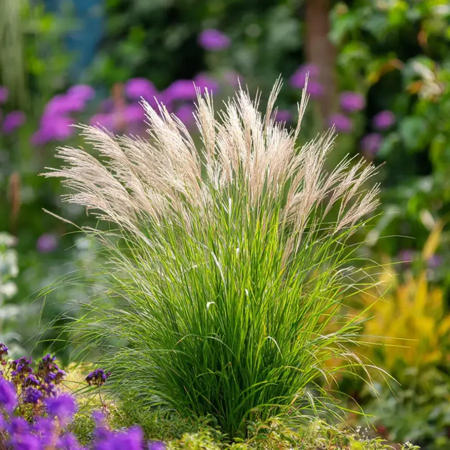 Tuinplanten-Plant in a Box Prachtriet - Miscanthus sinensis 'Gracillimus' - Hoogte 40-60cm - ⌀23cm
