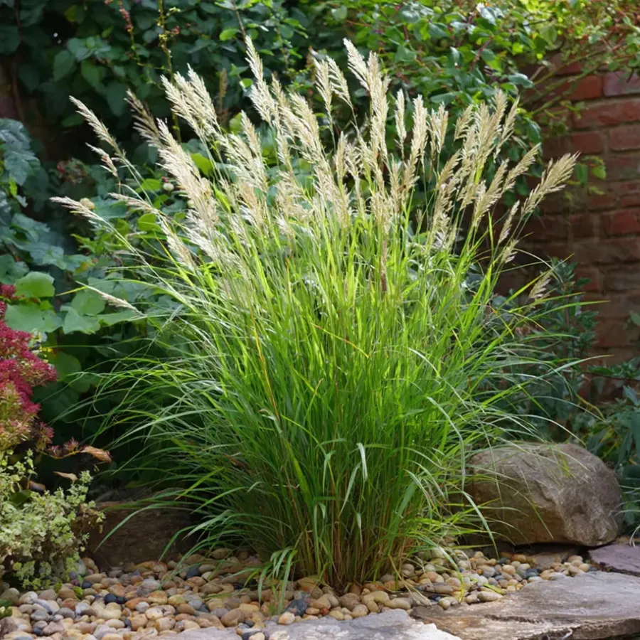 Tuinplanten-Plant in a Box Prachtriet - Miscanthus sinensis 'Gracillimus' - Hoogte 40-60cm - ⌀23cm
