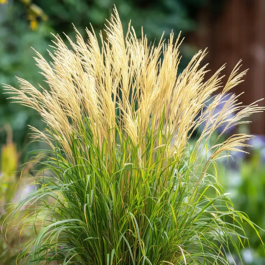 Tuinplanten-Plant in a Box Prachtriet - Miscanthus sinensis 'Gracillimus' - Hoogte 40-60cm - ⌀23cm
