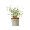 Plant in a Box Prachtriet - Miscanthus sinensis 'Red Chief' - Hoogte 40-60cm - ⌀23cm