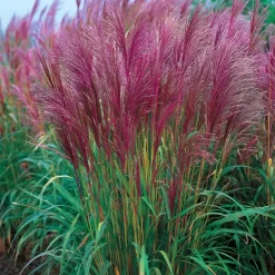 Plant in a Box Prachtriet - Miscanthus sinensis 'Red Chief' - Hoogte 40-60cm - ⌀23cm