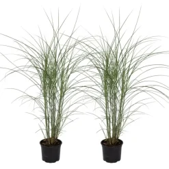 Planten|Tuinplanten-Plant in a Box Prachtriet - Set van 2 - Miscanthus Kleine Silberspinne - Hoogte 20-30cm - ⌀23cm