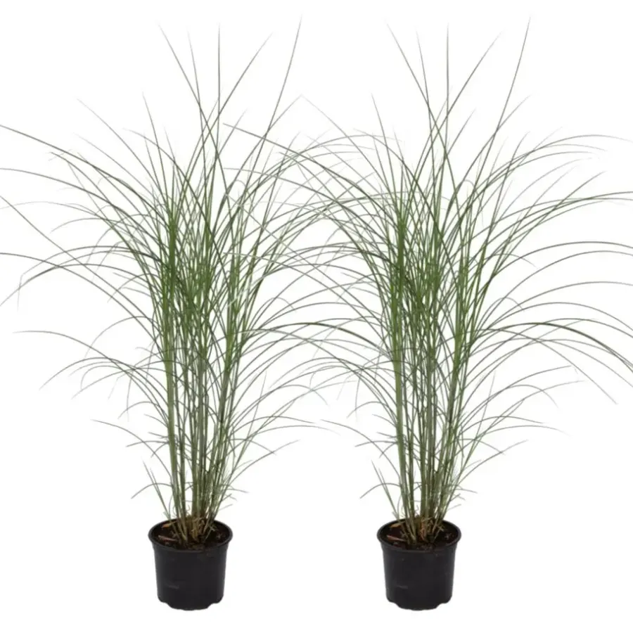 Planten|Tuinplanten-Plant in a Box Prachtriet - Set van 2 - Miscanthus Kleine Silberspinne - Hoogte 20-30cm - ⌀23cm