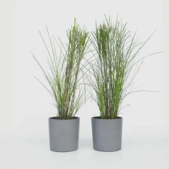 Planten|Tuinplanten-Plant in a Box Prachtriet - Set van 2 - Miscanthus 'Gracillimus' - Hoogte 40-60cm - ⌀23cm