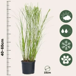 Planten|Tuinplanten-Plant in a Box Prachtriet - Set van 2 - Miscanthus 'Gracillimus' - Hoogte 40-60cm - ⌀23cm