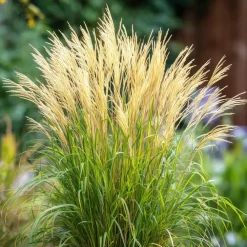 Planten|Tuinplanten-Plant in a Box Prachtriet - Set van 2 - Miscanthus 'Gracillimus' - Hoogte 40-60cm - ⌀23cm