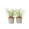 Planten|Tuinplanten-Plant in a Box Prachtriet - Set van 2 - Miscanthus 'Red Chief' - Hoogte 40-60cm - ⌀23cm