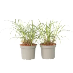 Planten|Tuinplanten-Plant in a Box Prachtriet - Set van 2 - Miscanthus 'Red Chief' - Hoogte 40-60cm - ⌀23cm