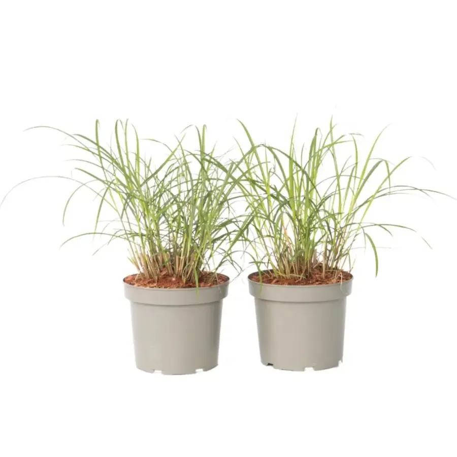Planten|Tuinplanten-Plant in a Box Prachtriet - Set van 2 - Miscanthus 'Red Chief' - Hoogte 40-60cm - ⌀23cm