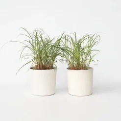 Planten|Tuinplanten-Plant in a Box Prachtriet - Set van 2 - Miscanthus 'Red Chief' - Hoogte 40-60cm - ⌀23cm