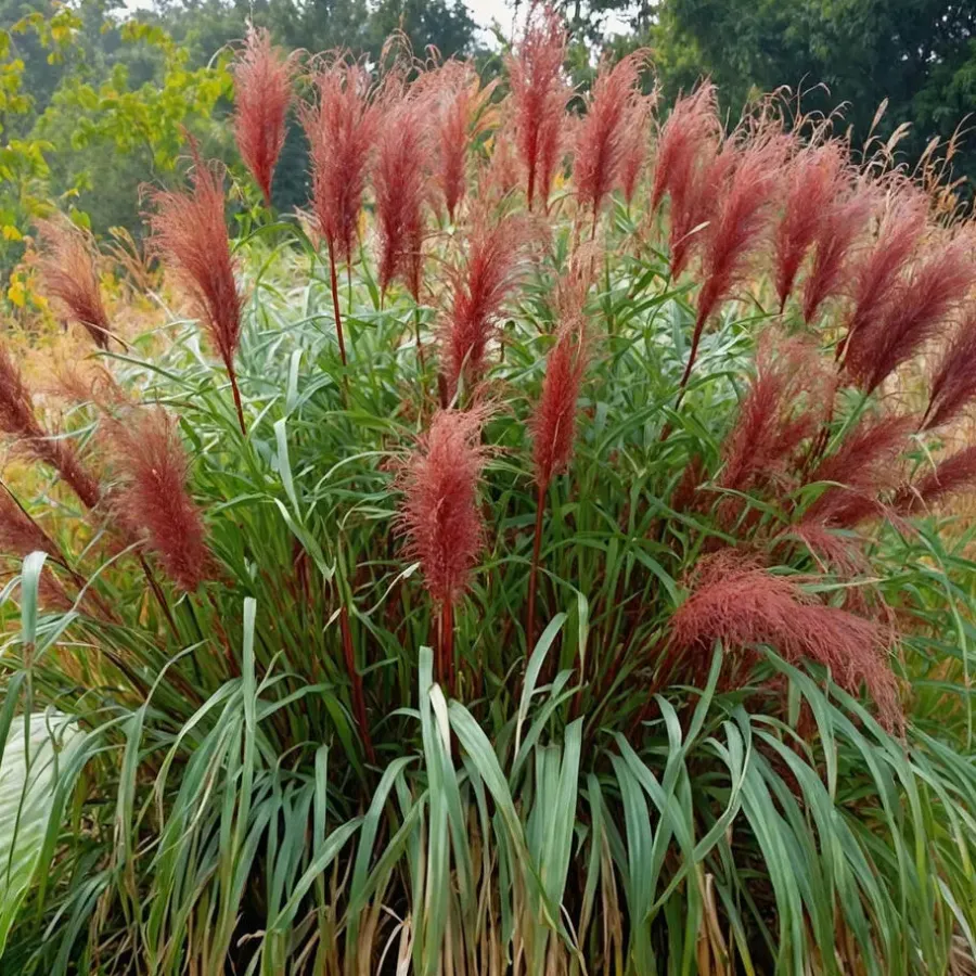 Planten|Tuinplanten-Plant in a Box Prachtriet - Set van 2 - Miscanthus 'Red Chief' - Hoogte 40-60cm - ⌀23cm