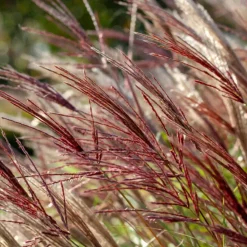 Planten|Tuinplanten-Plant in a Box Prachtriet - Set van 2 - Miscanthus 'Red Chief' - Hoogte 40-60cm - ⌀23cm