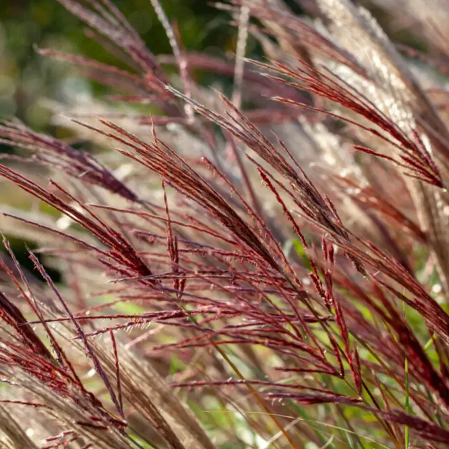 Planten|Tuinplanten-Plant in a Box Prachtriet - Set van 2 - Miscanthus 'Red Chief' - Hoogte 40-60cm - ⌀23cm