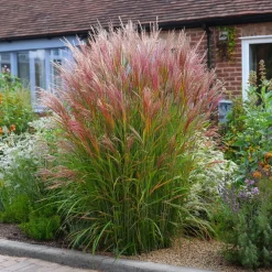 Planten|Tuinplanten-Plant in a Box Prachtriet - Set van 2 - Miscanthus 'Red Chief' - Hoogte 40-60cm - ⌀23cm