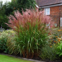 Planten|Tuinplanten-Plant in a Box Prachtriet - Set van 2 - Miscanthus 'Red Chief' - Hoogte 40-60cm - ⌀23cm