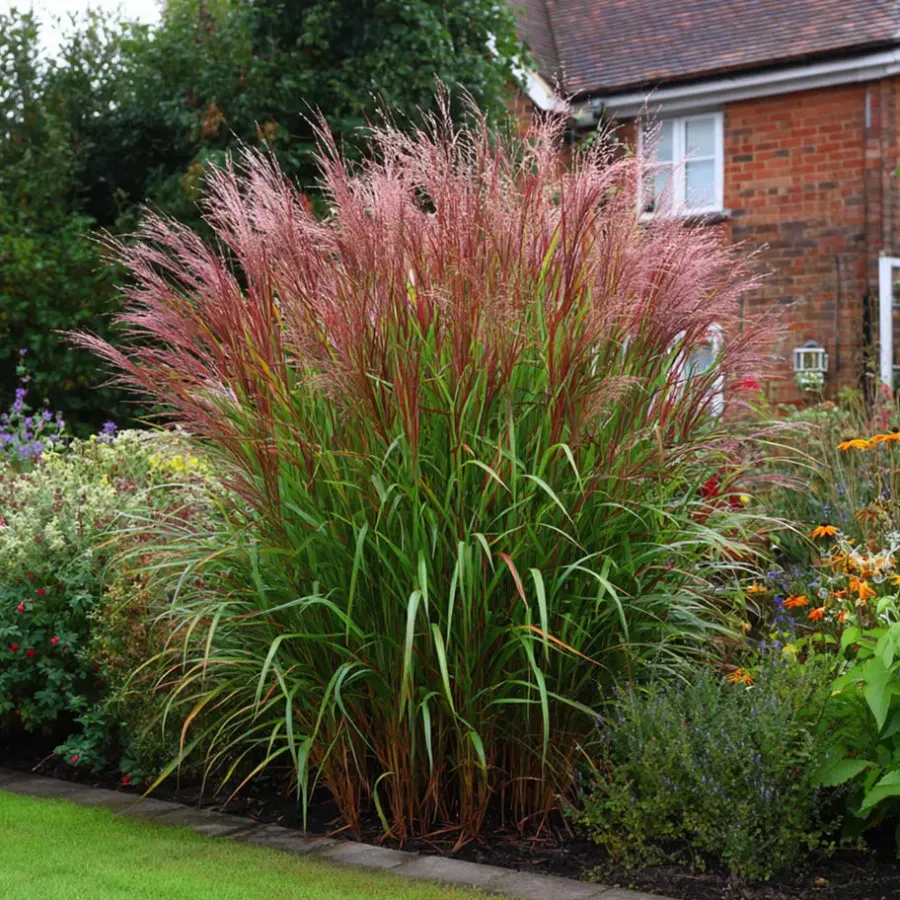 Planten|Tuinplanten-Plant in a Box Prachtriet - Set van 2 - Miscanthus 'Red Chief' - Hoogte 40-60cm - ⌀23cm