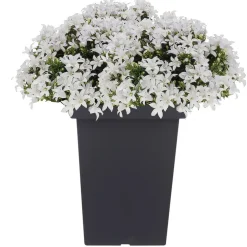 Bloempotten-Prosperplast Bloempot - kunststof - antraciet - 23 x 35 cm