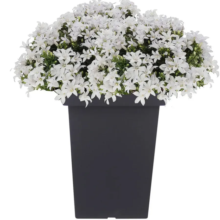 Bloempotten-Prosperplast Bloempot - kunststof - antraciet - 23 x 35 cm