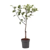 Plant in a Box Pruimenboom - Prunus domestica 'Opal' - Hoogte 90-100cm - ⌀21cm