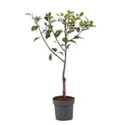 Plant in a Box Pruimenboom - Prunus domestica 'Opal' - Hoogte 90-100cm - ⌀21cm
