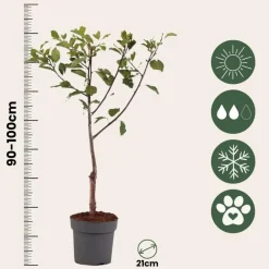 Plant in a Box Pruimenboom - Prunus domestica 'Opal' - Hoogte 90-100cm - ⌀21cm