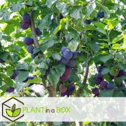 Plant in a Box Pruimenboom - Prunus domestica 'Opal' - Hoogte 90-100cm - ⌀21cm