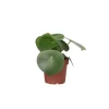 Plant in a Box Regendruppelplant - Peperomia polybotrya - Hoogte 20-30cm - ⌀12cm