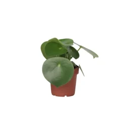 Plant in a Box Regendruppelplant - Peperomia polybotrya - Hoogte 20-30cm - ⌀12cm