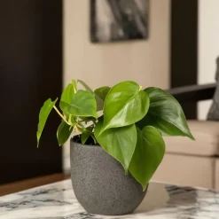 Plant in a Box Regendruppelplant - Peperomia polybotrya - Hoogte 20-30cm - ⌀12cm