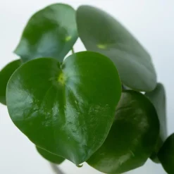 Plant in a Box Regendruppelplant - Peperomia polybotrya - Hoogte 20-30cm - ⌀12cm