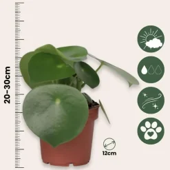 Plant in a Box Regendruppelplant - Peperomia polybotrya - Hoogte 20-30cm - ⌀12cm