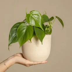 Plant in a Box Regendruppelplant - Peperomia polybotrya - Hoogte 20-30cm - ⌀12cm