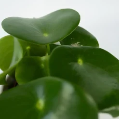 Plant in a Box Regendruppelplant - Peperomia polybotrya - Hoogte 20-30cm - ⌀12cm