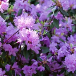 Plant in a Box Rhododendrons - Set van 6 - Rhododendron catawbiense - Hoogte 25-40cm - ⌀9cm