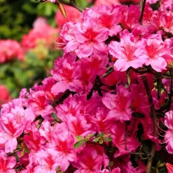 Plant in a Box Rhododendrons - Set van 6 - Rhododendron catawbiense - Hoogte 25-40cm - ⌀9cm