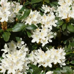 Plant in a Box Rhododendrons - Set van 6 - Rhododendron catawbiense - Hoogte 25-40cm - ⌀9cm