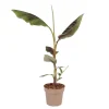 Tuinplanten-Plant in a Box Rode bananenplant - Musa sikkimensis Ever Red - Hoogte 55-70cm - ⌀21cm