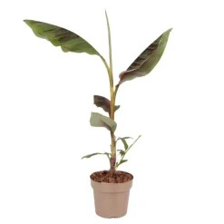 Tuinplanten-Plant in a Box Rode bananenplant - Musa sikkimensis Ever Red - Hoogte 55-70cm - ⌀21cm