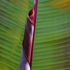 Tuinplanten-Plant in a Box Rode bananenplant - Musa sikkimensis Ever Red - Hoogte 55-70cm - ⌀21cm