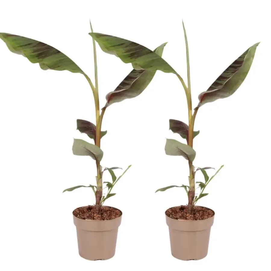 Plant in a Box Rode bananenplant - Set van 2 - Ensete ventricosum - Hoogte 55-70cm - ⌀21cm