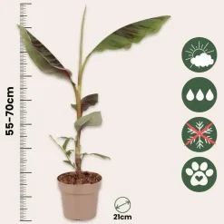 Plant in a Box Rode bananenplant - Set van 2 - Ensete ventricosum - Hoogte 55-70cm - ⌀21cm