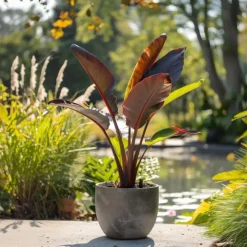 Plant in a Box Rode bananenplant - Set van 2 - Ensete ventricosum - Hoogte 55-70cm - ⌀21cm