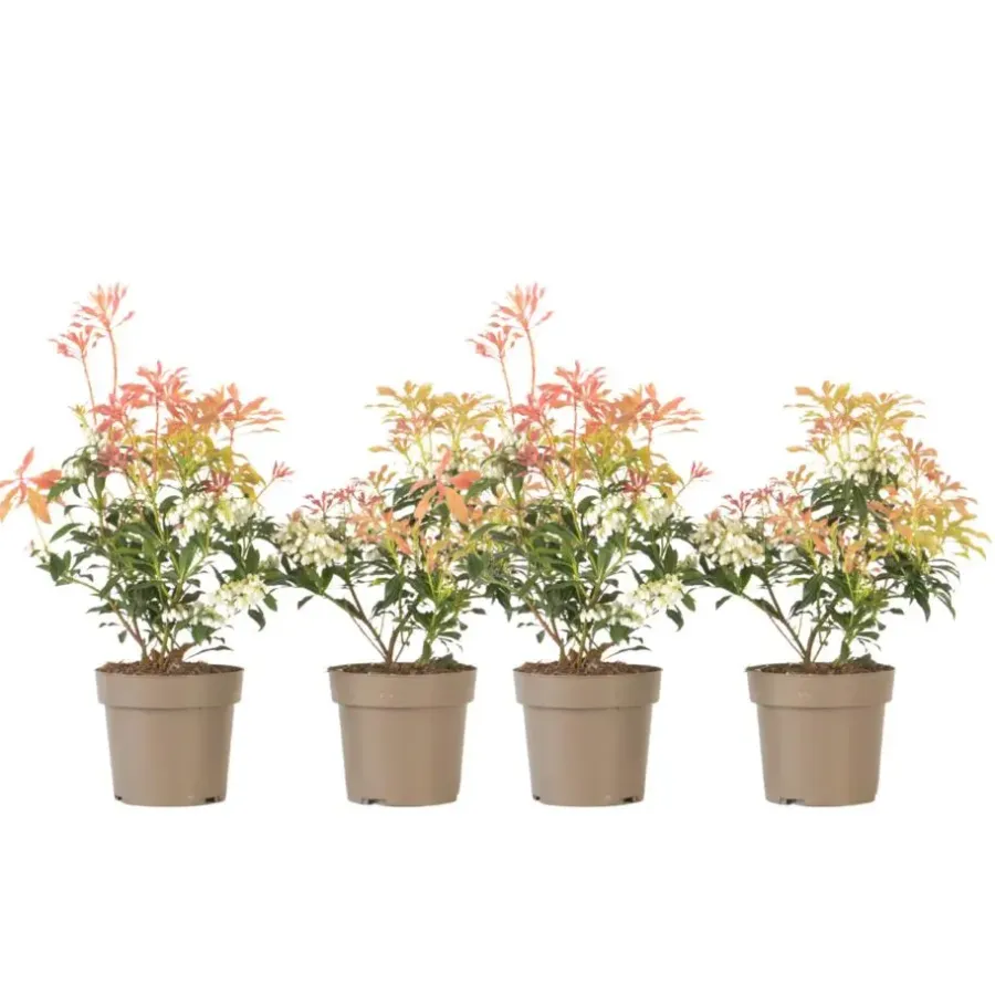 Planten-Plant in a Box Rotsheide - Set van 4 - Pieris 'Forest Flame' - Hoogte 25-40cm - ⌀17cm