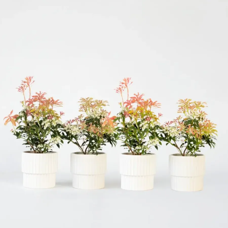 Planten-Plant in a Box Rotsheide - Set van 4 - Pieris 'Forest Flame' - Hoogte 25-40cm - ⌀17cm