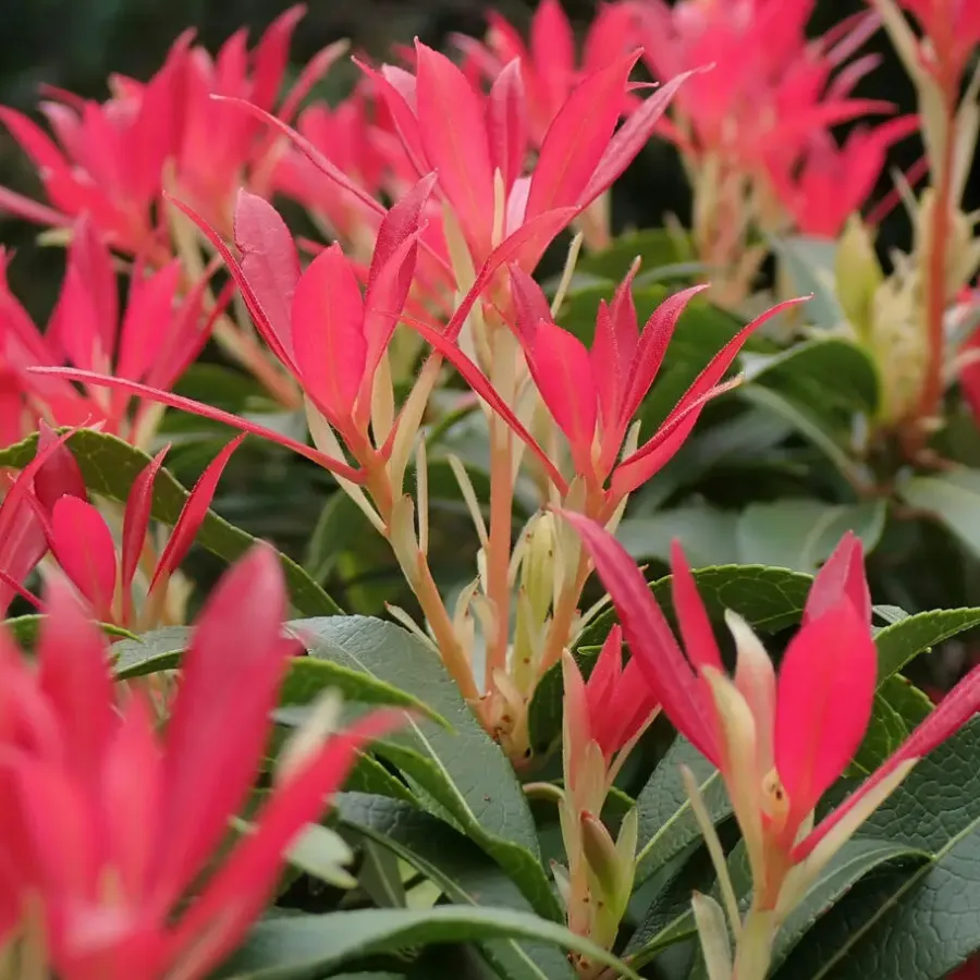 Planten-Plant in a Box Rotsheide - Set van 4 - Pieris 'Forest Flame' - Hoogte 25-40cm - ⌀17cm