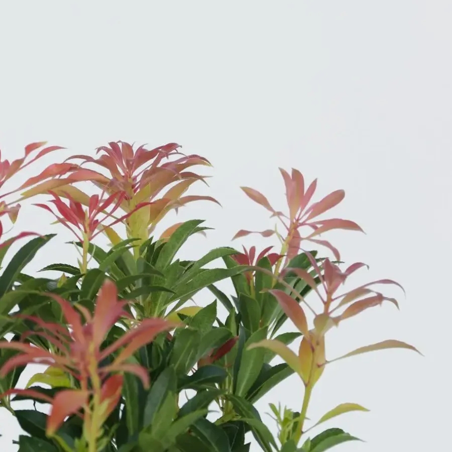 Planten-Plant in a Box Rotsheide - Set van 4 - Pieris 'Forest Flame' - Hoogte 25-40cm - ⌀17cm