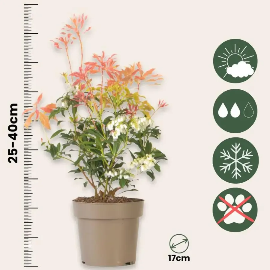 Planten-Plant in a Box Rotsheide - Set van 4 - Pieris 'Forest Flame' - Hoogte 25-40cm - ⌀17cm