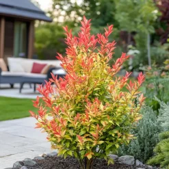 Planten-Plant in a Box Rotsheide - Set van 4 - Pieris 'Forest Flame' - Hoogte 25-40cm - ⌀17cm