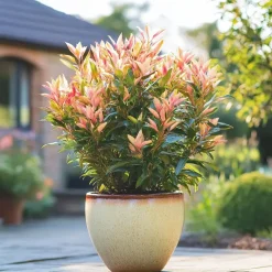 Planten-Plant in a Box Rotsheide - Set van 4 - Pieris 'Forest Flame' - Hoogte 25-40cm - ⌀17cm