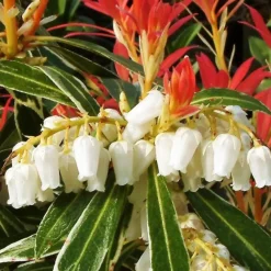 Planten-Plant in a Box Rotsheide - Set van 4 - Pieris 'Forest Flame' - Hoogte 25-40cm - ⌀17cm